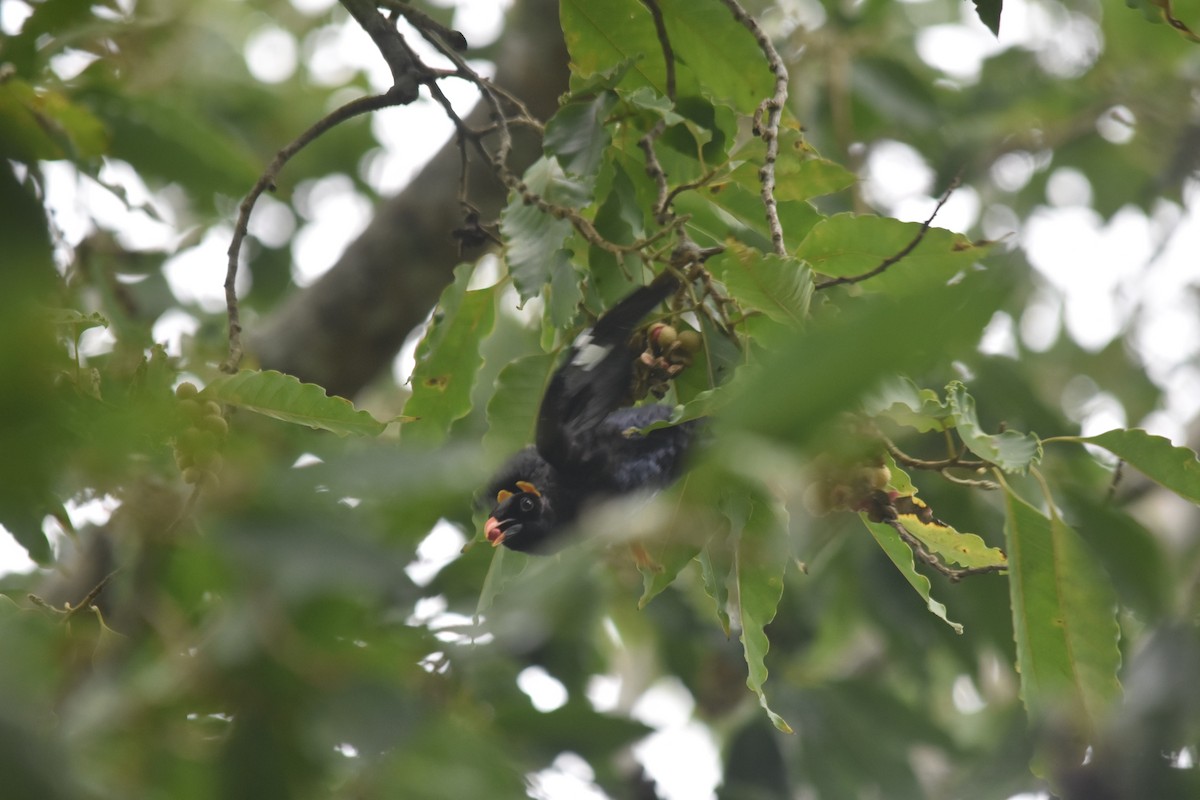 Seylan Çiğdecisi - ML646639883