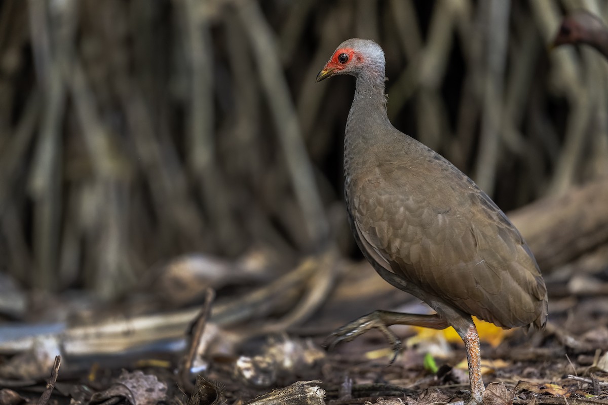 Nikobaren-Großfußhuhn - ML646639887