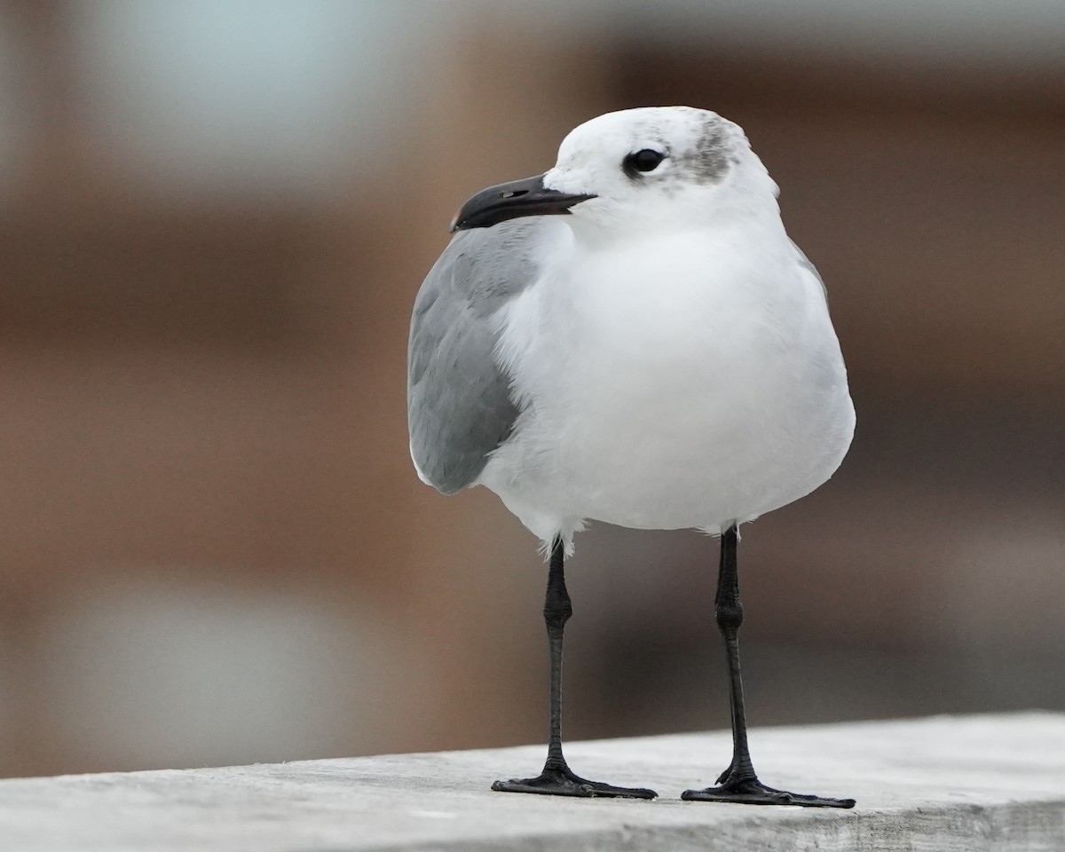 Laughing Gull - ML646639891