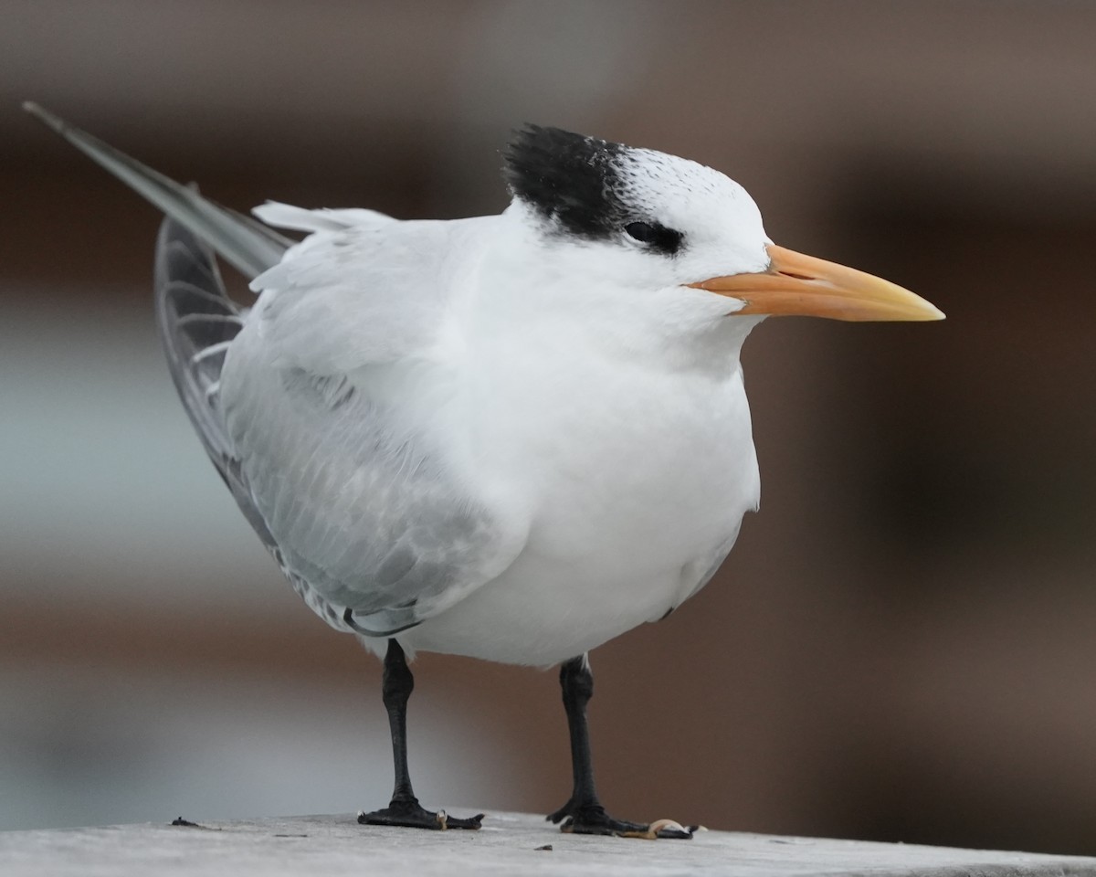 Royal Tern - ML646639896
