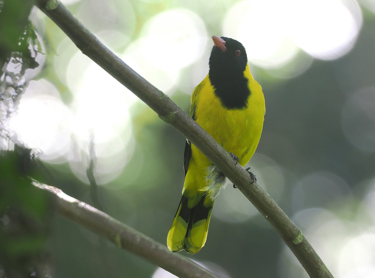 Black-tailed Oriole - ML646639902