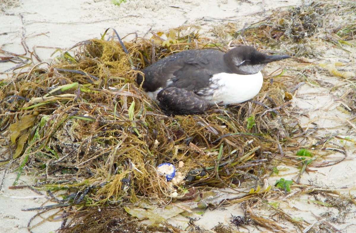 崖海鴉 - ML646639909