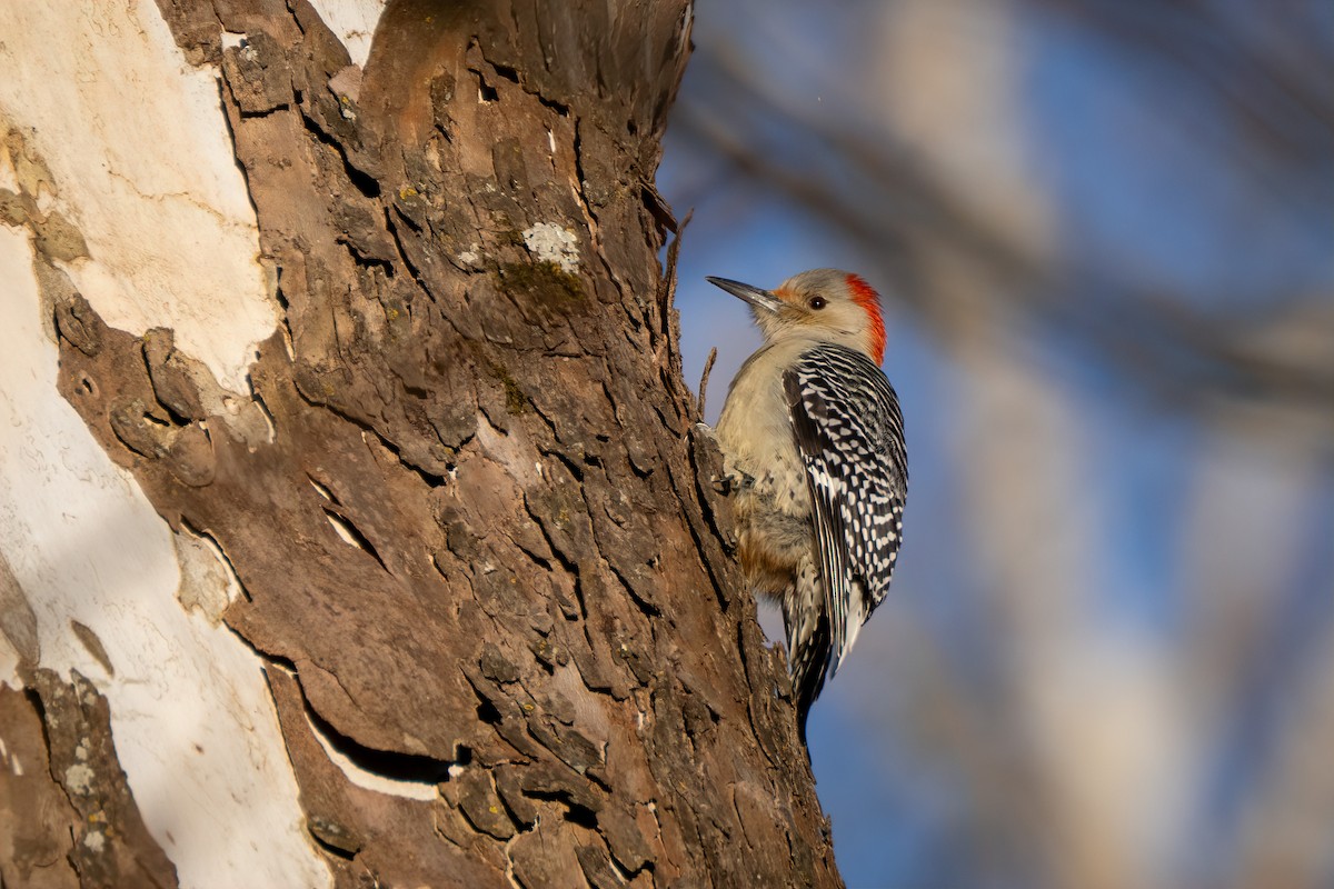 Red-bellied Woodpecker - ML646639910