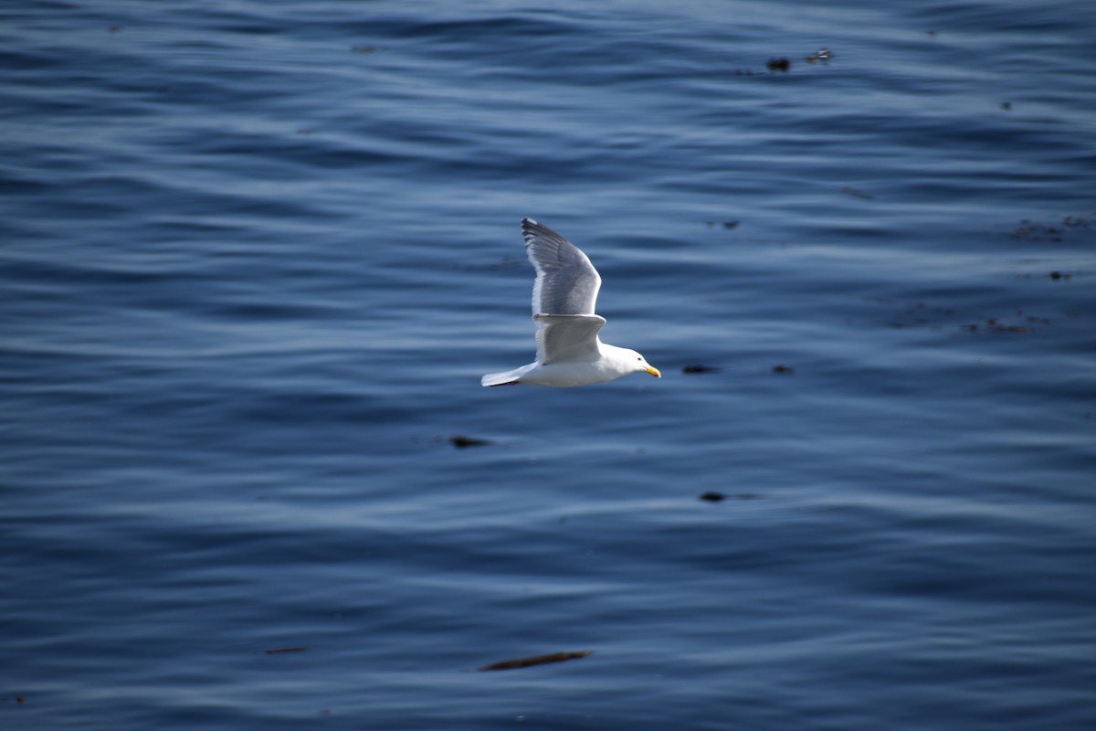 Western x Glaucous-winged Gull (hybrid) - ML646639913