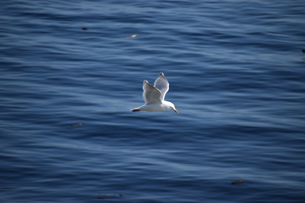 Western x Glaucous-winged Gull (hybrid) - ML646639914