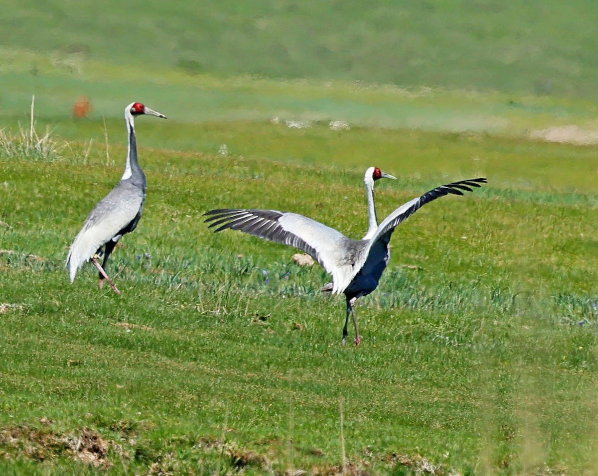 Weißnackenkranich - ML646639915