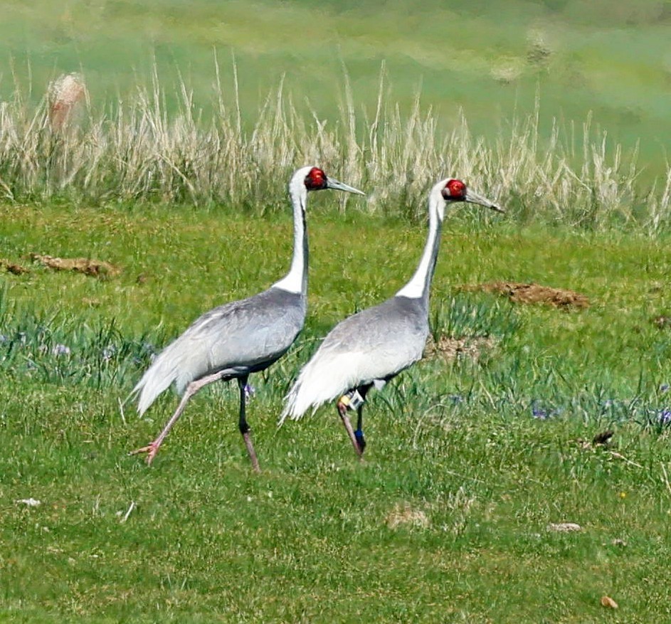 Weißnackenkranich - ML646639916