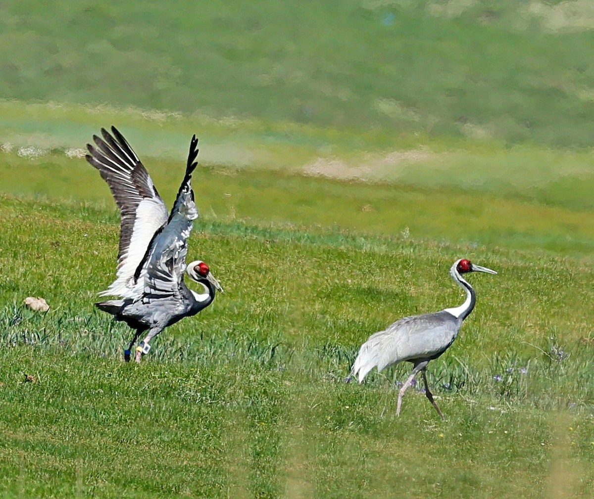 Weißnackenkranich - ML646639917