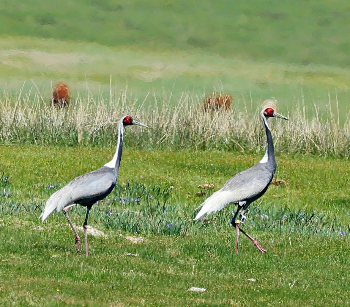 Weißnackenkranich - ML646639918