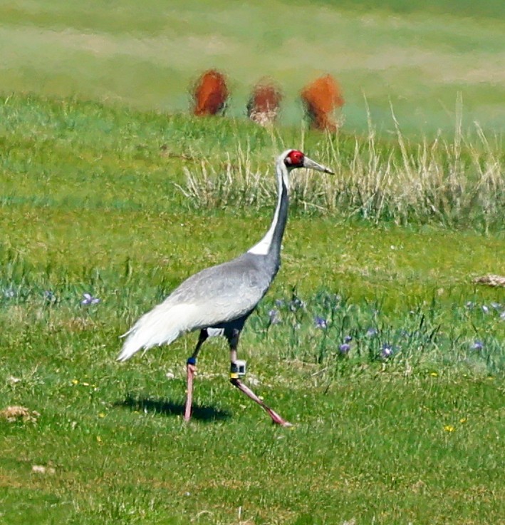 Weißnackenkranich - ML646639919