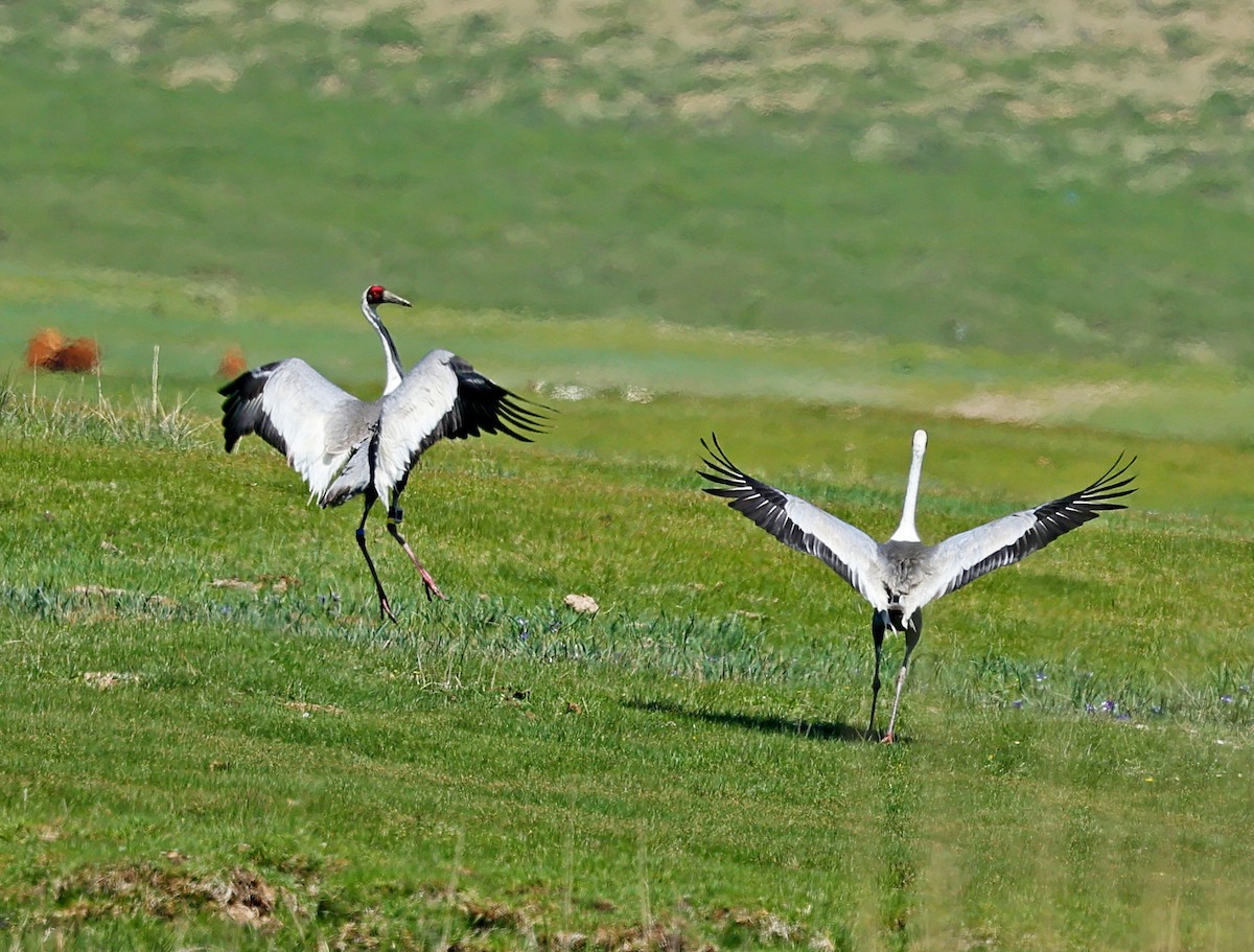 Weißnackenkranich - ML646639920