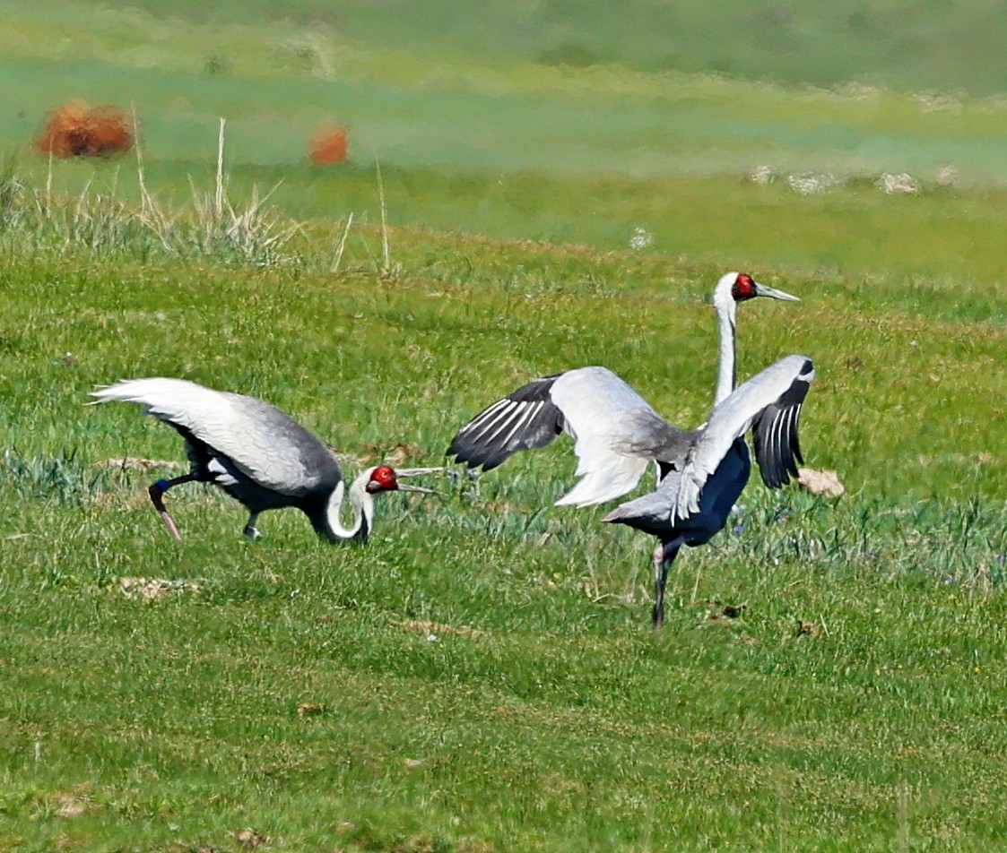 Weißnackenkranich - ML646639921