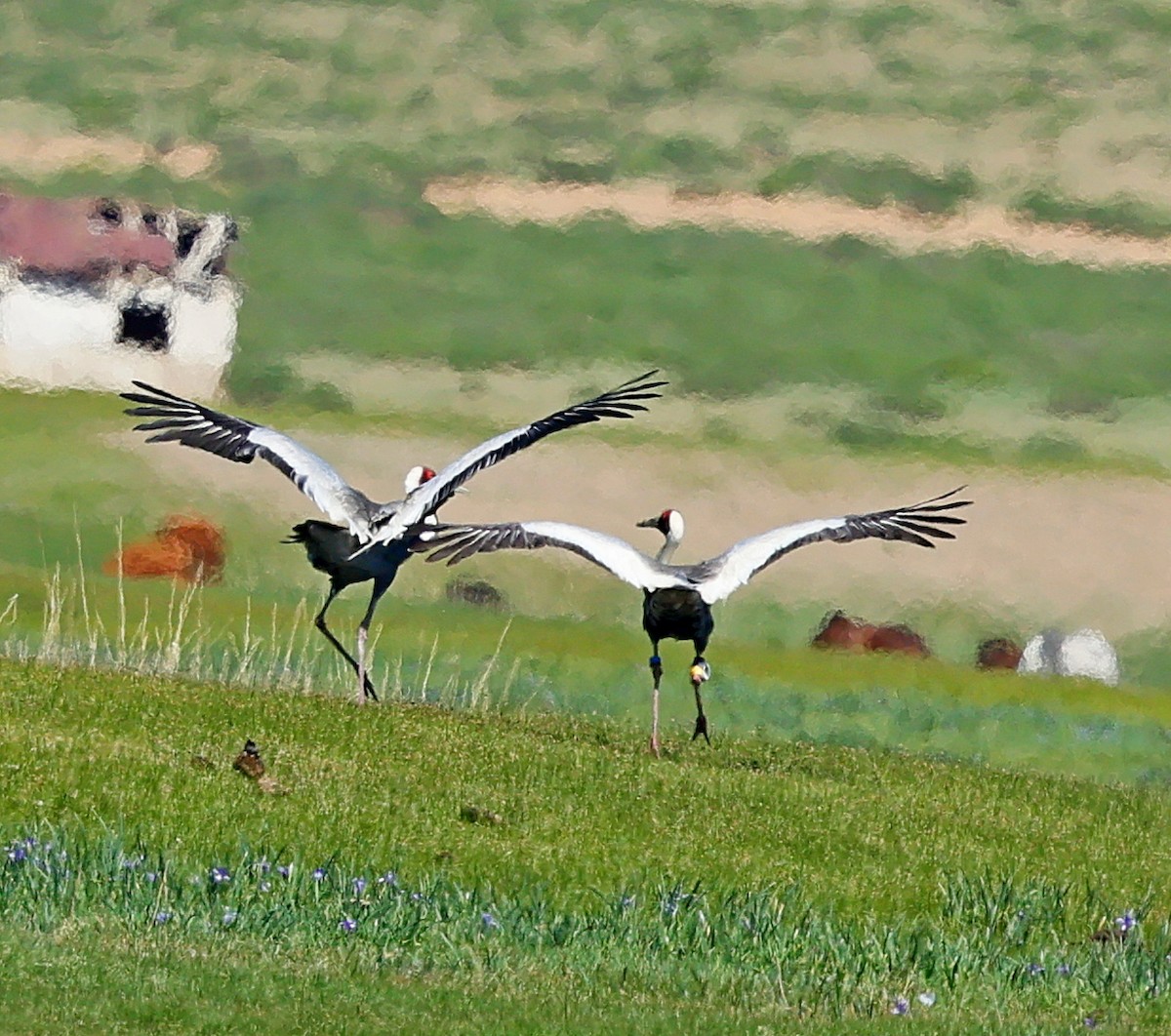 Weißnackenkranich - ML646639922