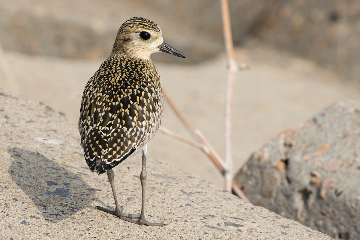 kulík pacifický - ML646639928