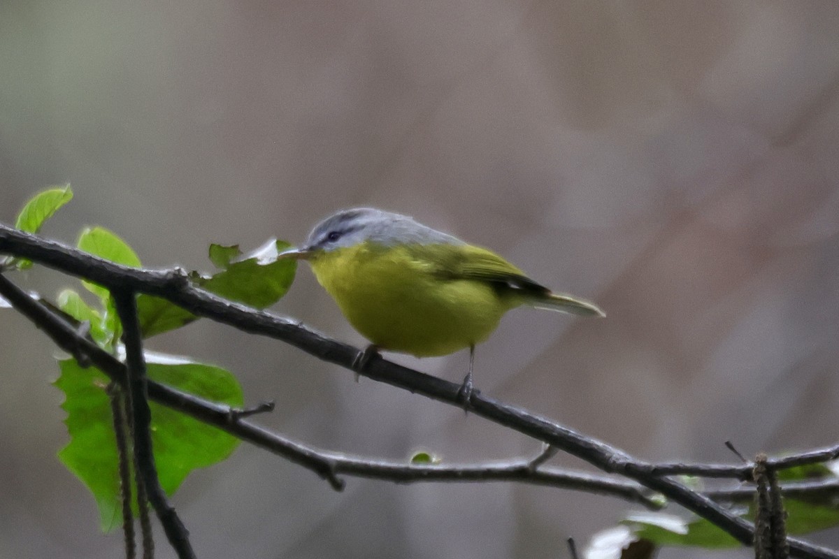 budníček šedohlavý - ML646639930