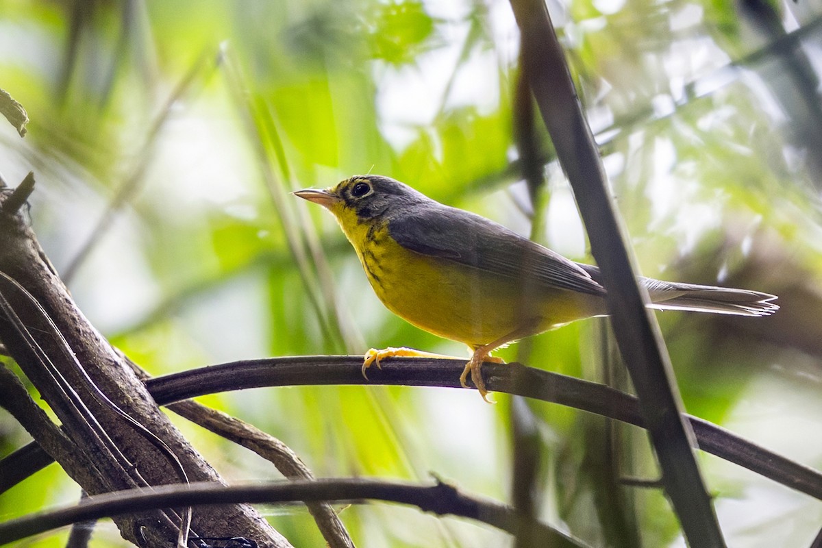 Paruline du Canada - ML646639933