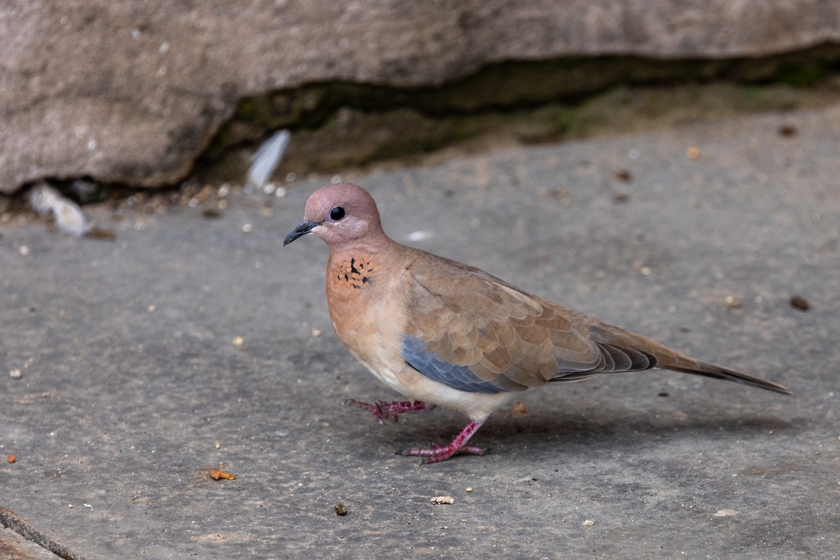 Laughing Dove - ML646639935