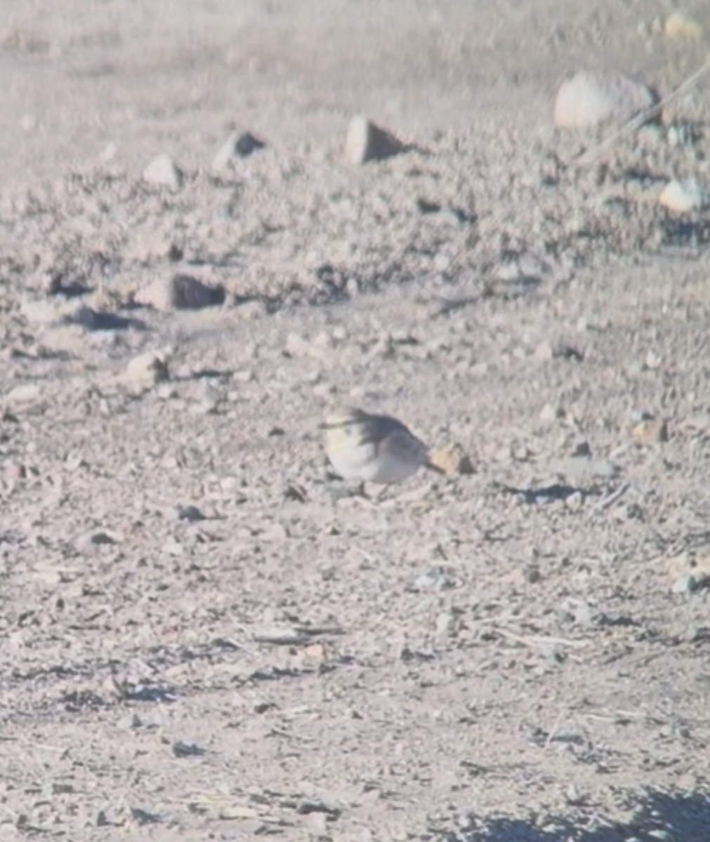 Horned Lark - ML646639936