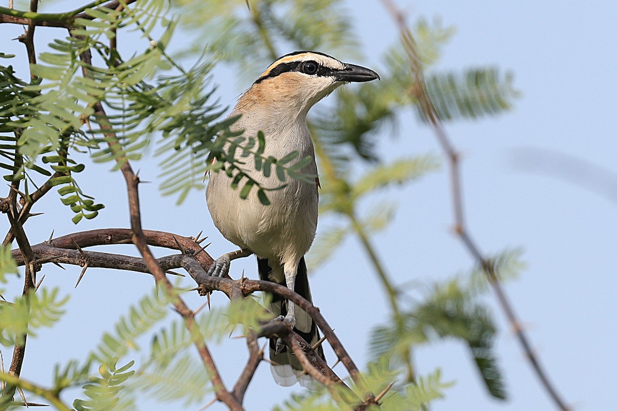 Chagra del Senegal - ML646639937