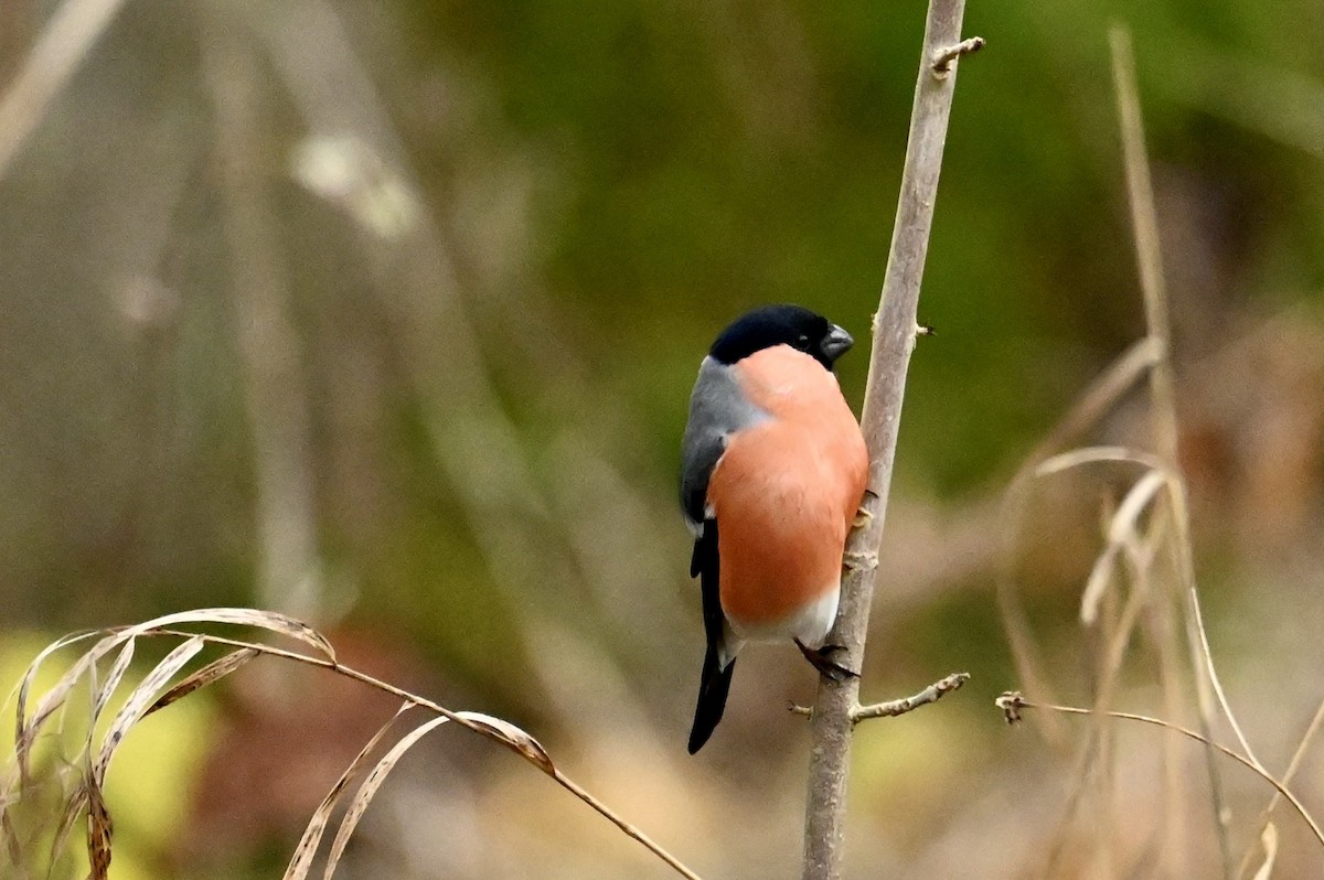 Eurasian Bullfinch - ML646639940
