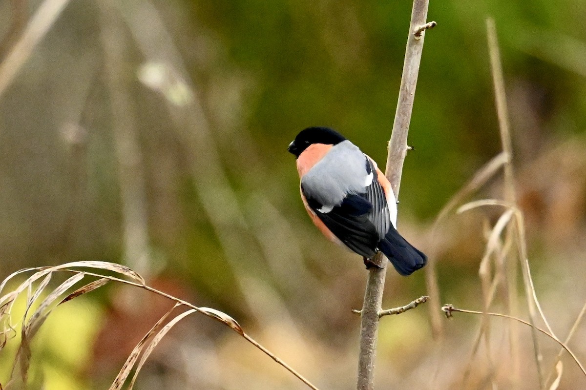 Eurasian Bullfinch - ML646639941