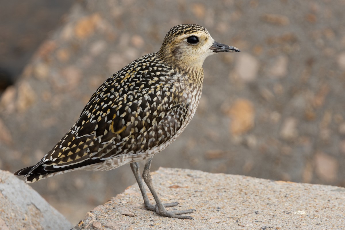 Pacific Golden-Plover - ML646639942