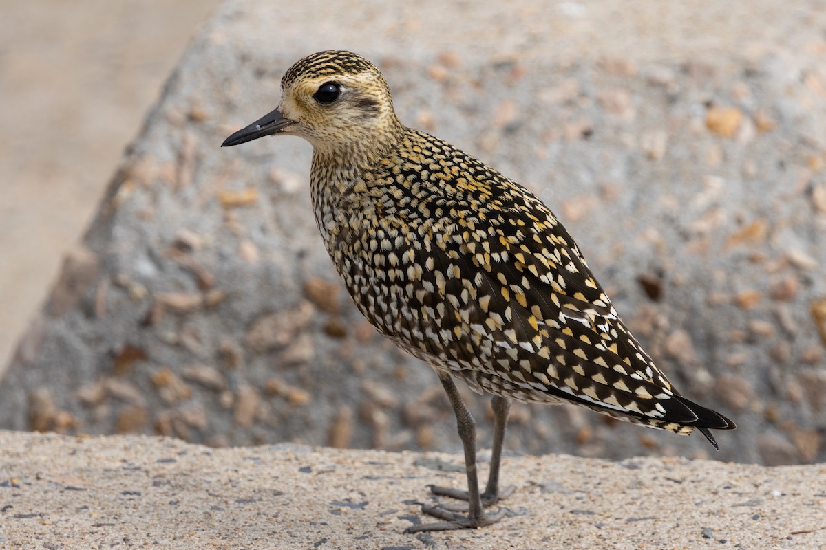 Pacific Golden-Plover - ML646639944