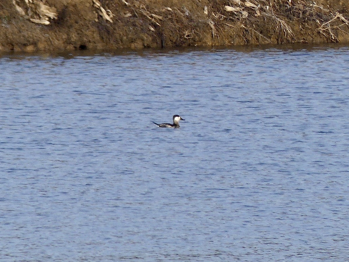 kachnice kaštanová - ML646639945