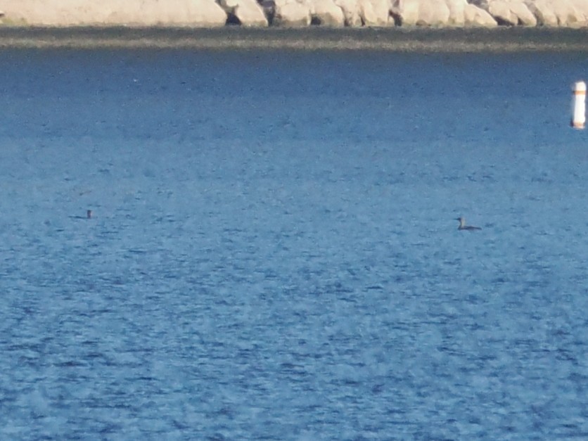 Pacific Loon - ML646639946