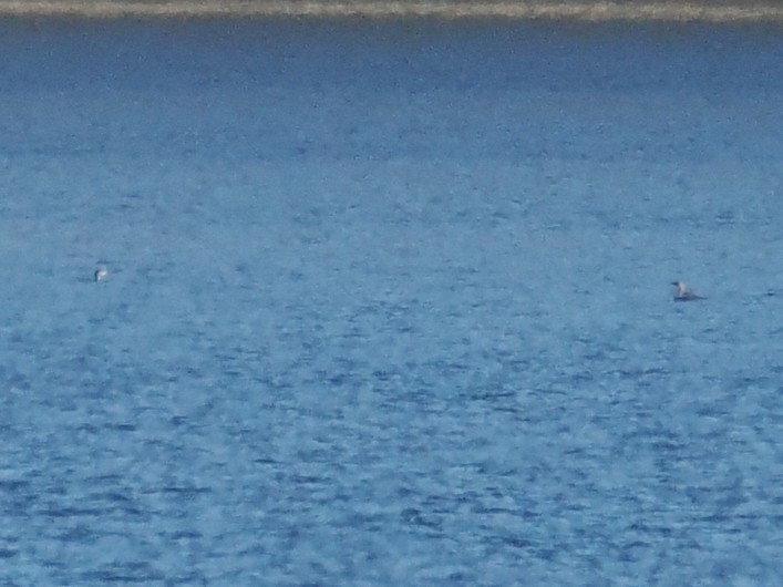 Pacific Loon - ML646639947