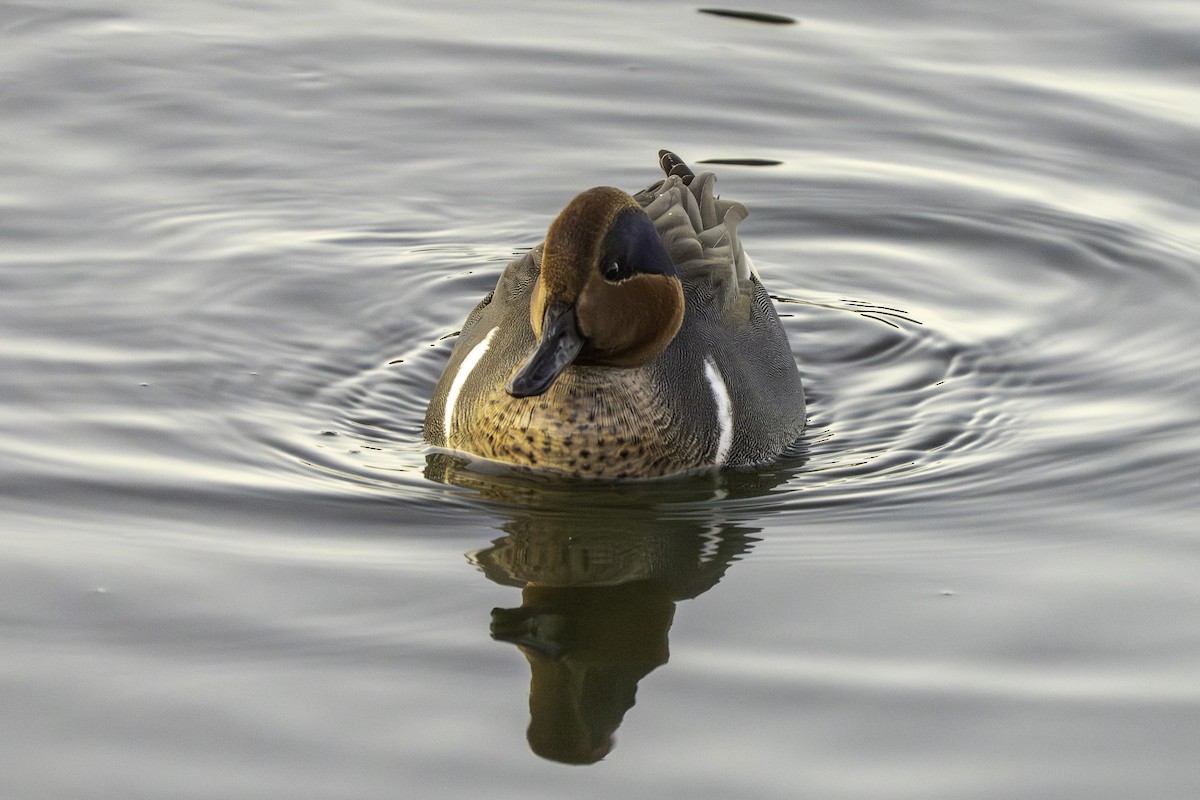 Green-winged Teal - ML646639948
