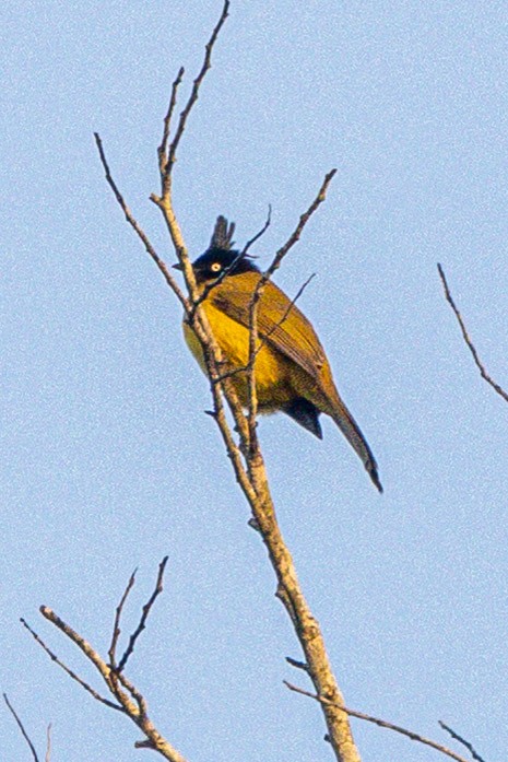 Black-crested Bulbul - ML646639949