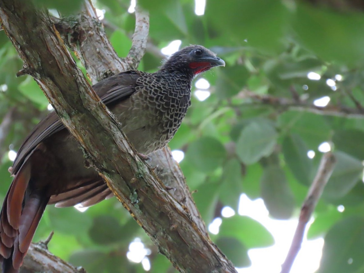 Colombian Chachalaca - ML646639950