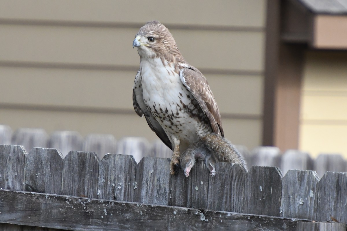 Red-tailed Hawk - ML646639951