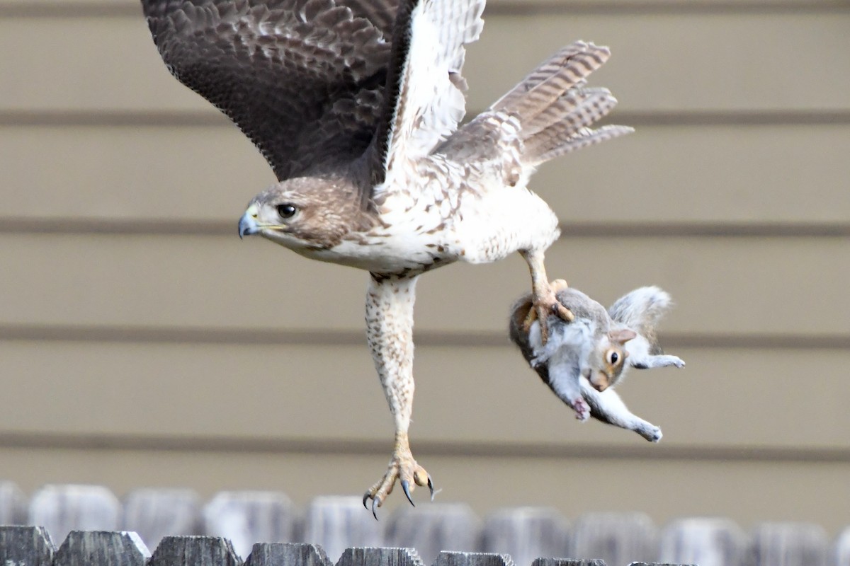 Red-tailed Hawk - ML646639952