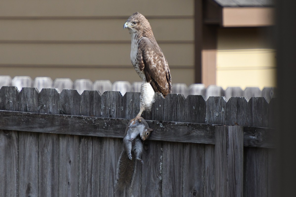 Red-tailed Hawk - ML646639953