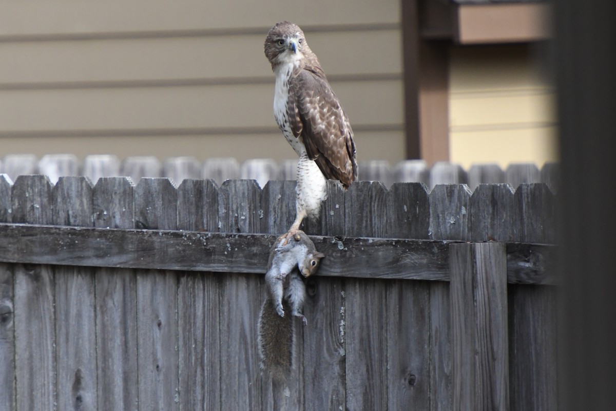 Red-tailed Hawk - ML646639954
