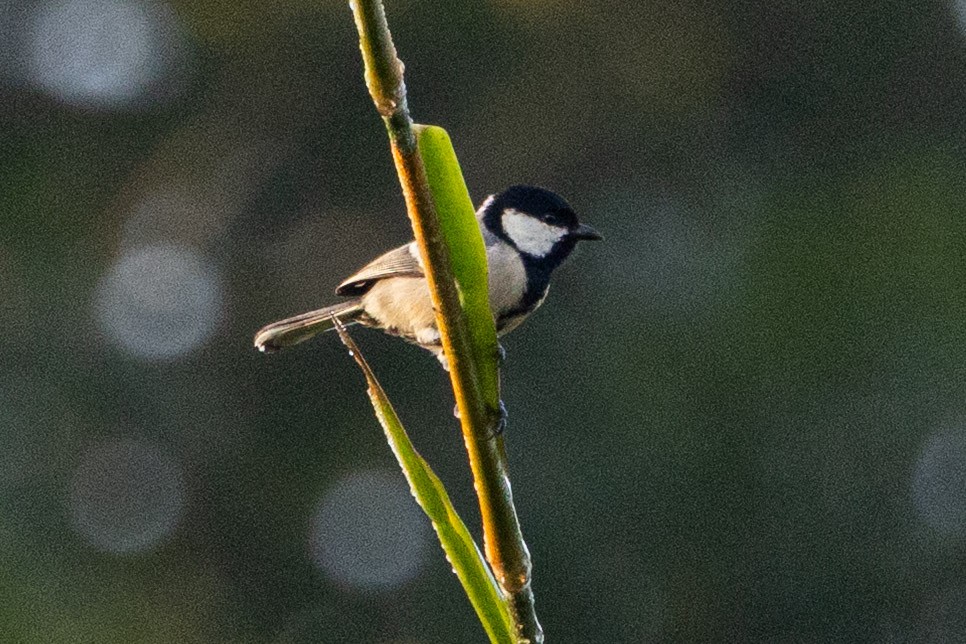Asian Tit - ML646639955