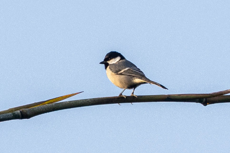 Asian Tit - ML646639956