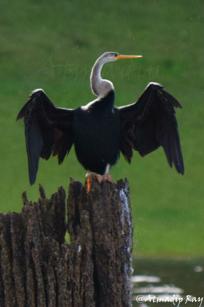 Oriental Darter - ML646639957