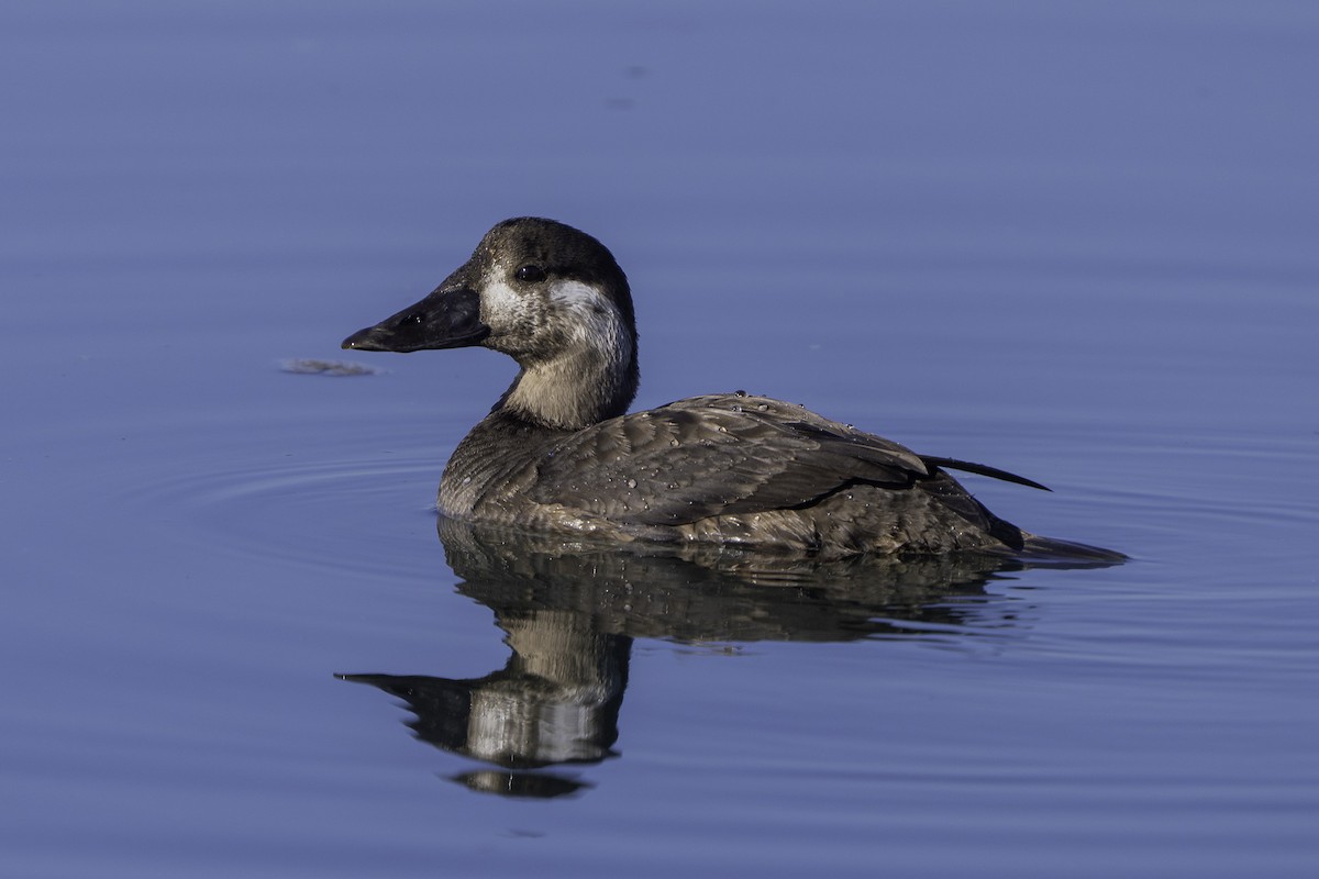 Surf Scoter - ML646639959