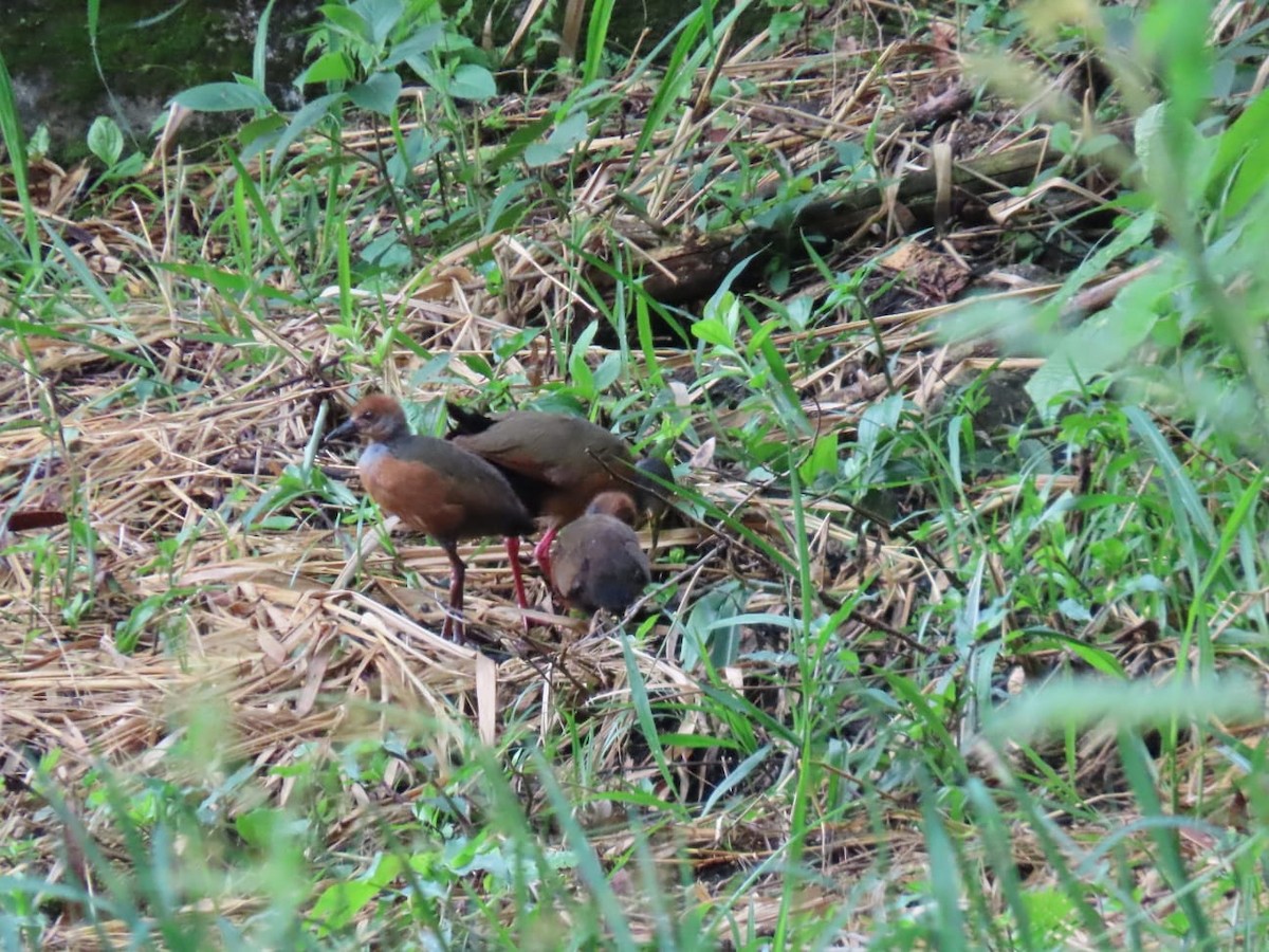 Gray-cowled Wood-Rail - ML646639960