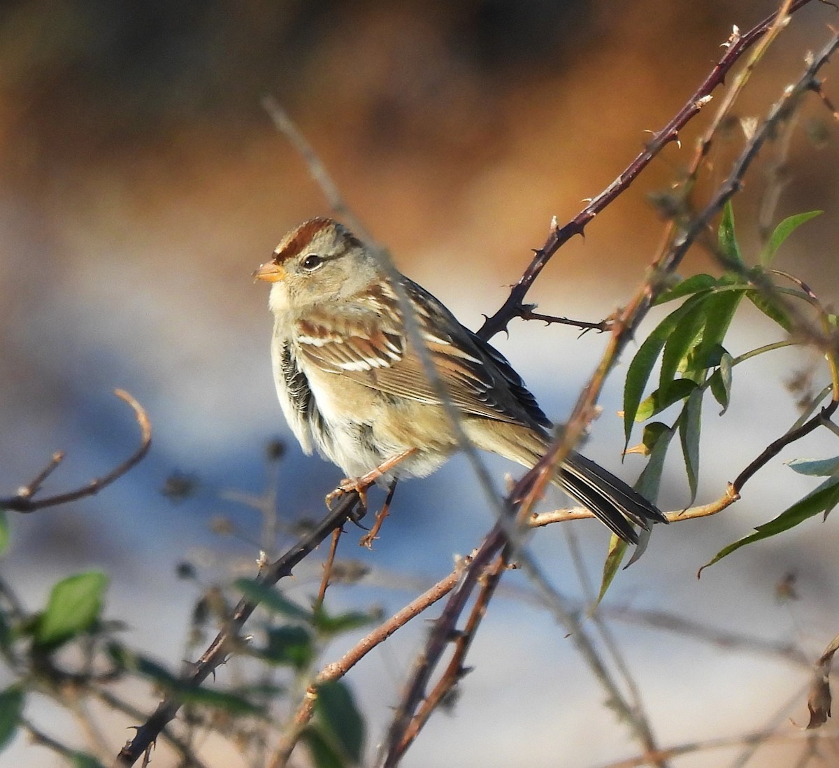 White-crowned Sparrow - ML646639961