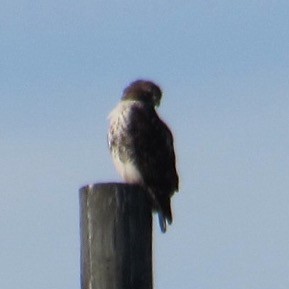 Red-tailed Hawk - ML646639962