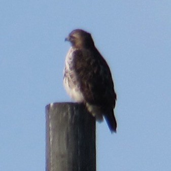 Red-tailed Hawk - ML646639964