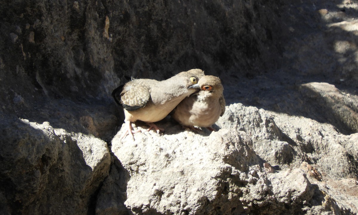 Bare-faced Ground Dove - ML646639965