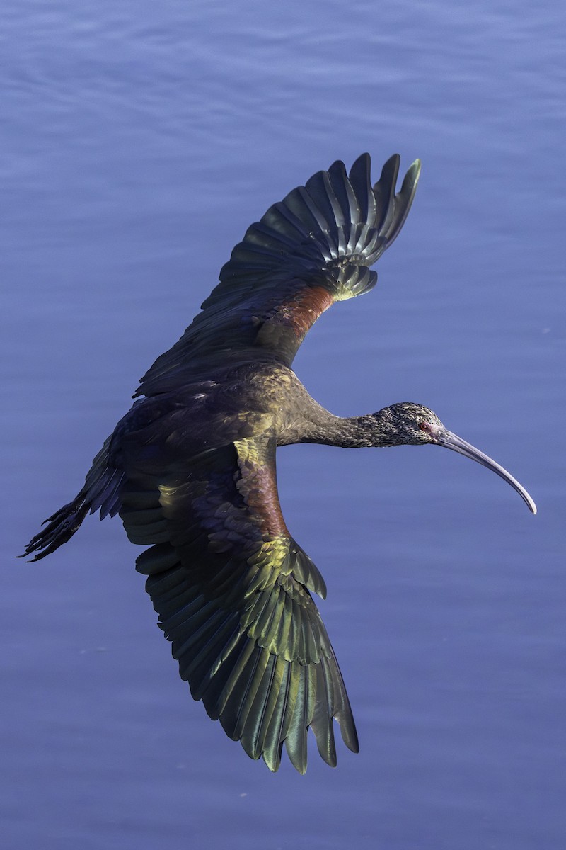 Beltzaran musuzuria - ML646639966