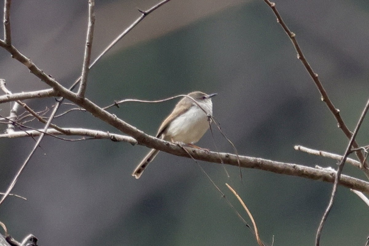 Gray-breasted Prinia - ML646639969