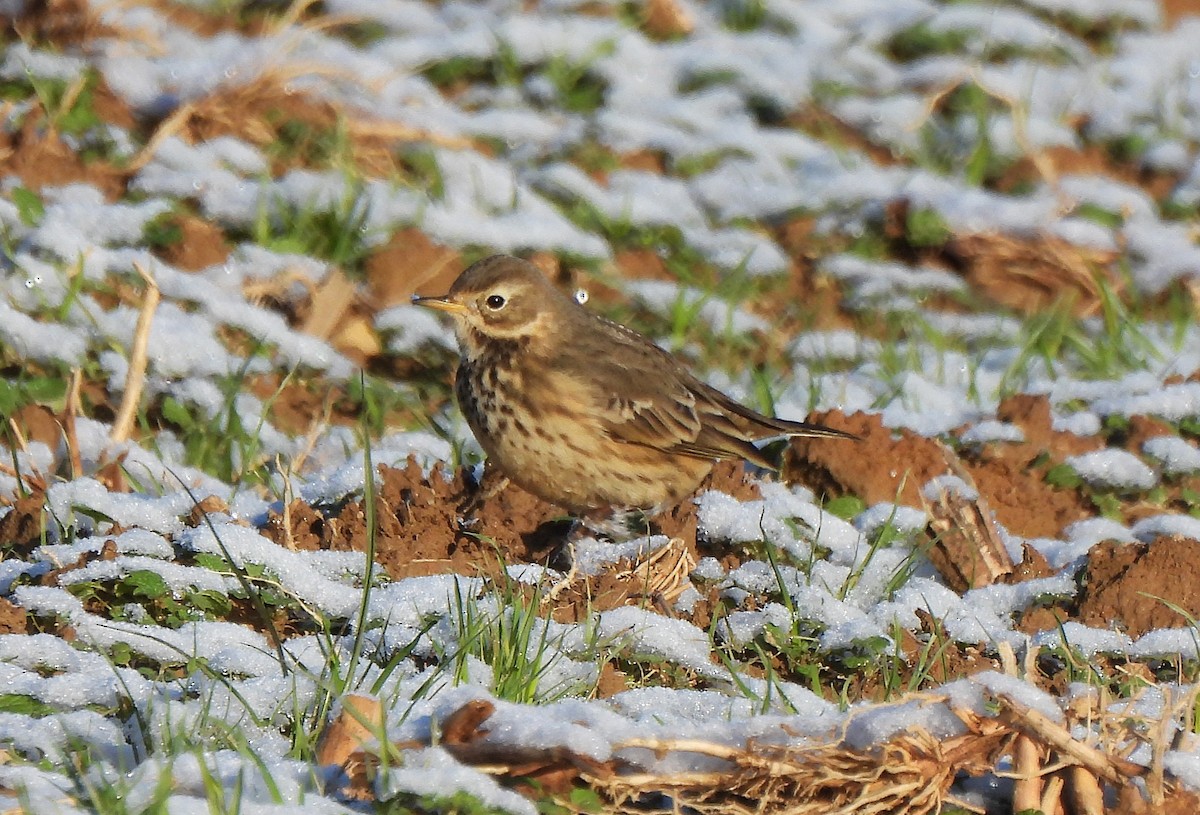 Txirta amerikarra - ML646639970