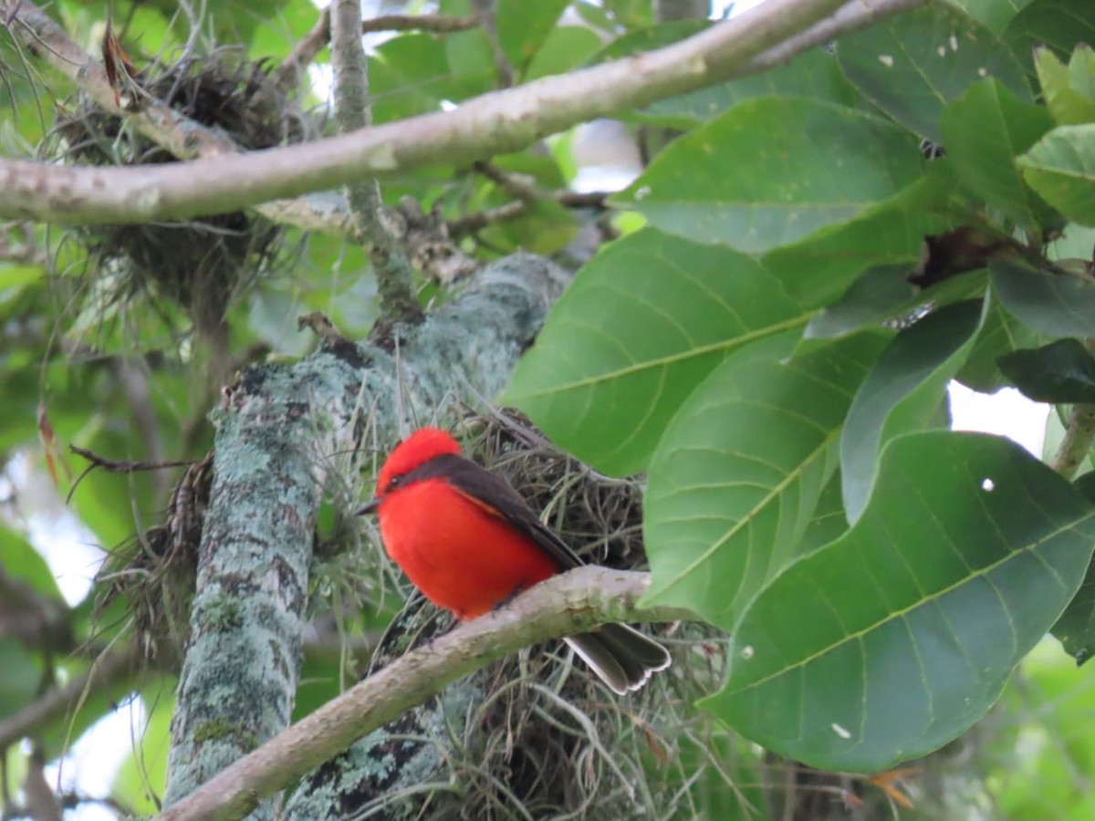 Vermilion Flycatcher - ML646639972